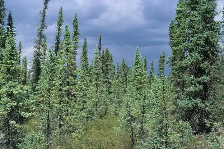 Environmental Responsibility